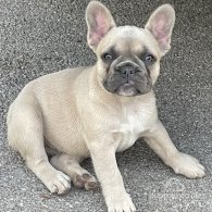 French Bulldog - Bitches