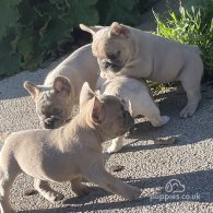 French Bulldog - Bitches