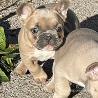 French Bulldog - Bitches