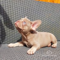 French Bulldog - Both