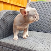 French Bulldog - Both