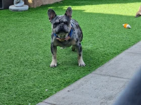 French Bulldog