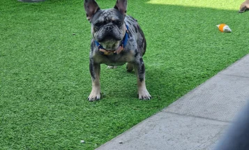 French Bulldog