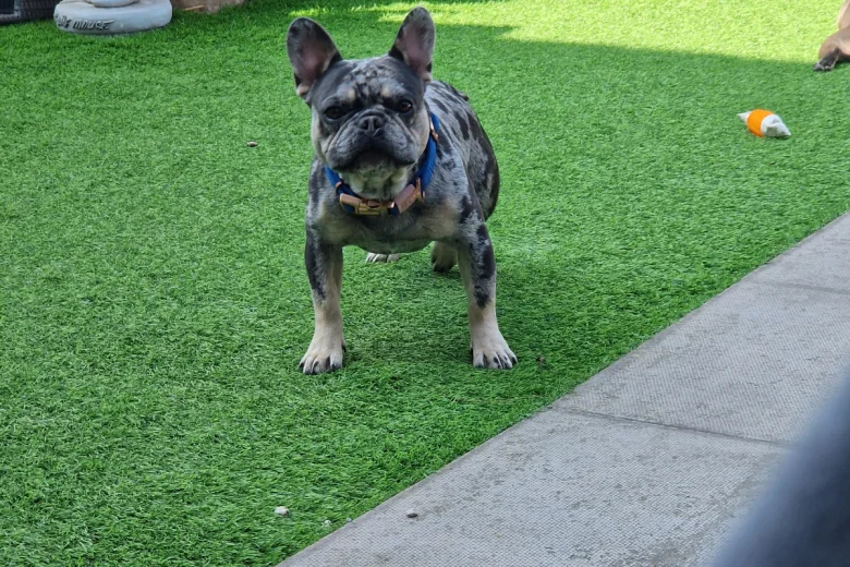 French Bulldog