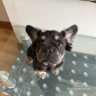 French Bulldog - Both