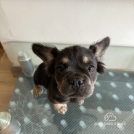 French Bulldog - Both