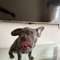 French Bulldog - Both