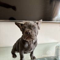 French Bulldog - Both