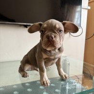 French Bulldog - Both