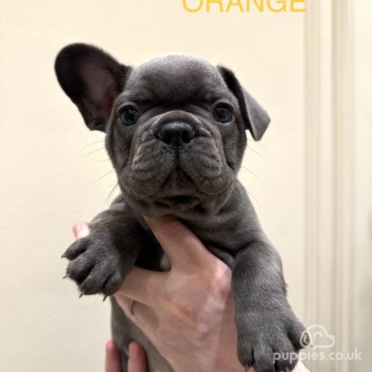 French Bulldog - Both