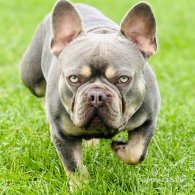 French Bulldog