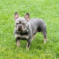 French Bulldog