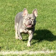 French Bulldog