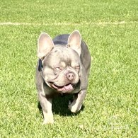 French Bulldog