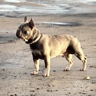 French Bulldog