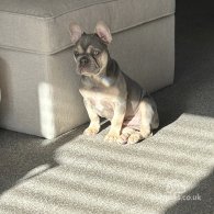 French Bulldog