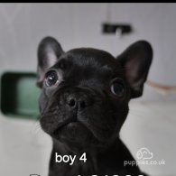 French Bulldog - Both