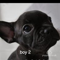 French Bulldog - Both