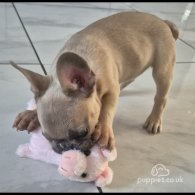 French Bulldog - Dogs