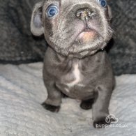 French Bulldog - Both