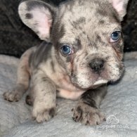 French Bulldog - Both