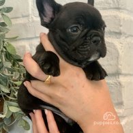 French Bulldog - Both