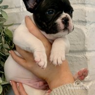 French Bulldog - Both