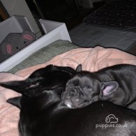 French Bulldog - Both