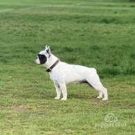 French Bulldog - Both