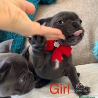 French Bulldog - Bitches