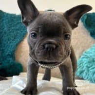 French Bulldog - Bitches