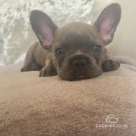 French Bulldog - Bitches