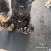 French Bulldog - Both