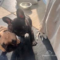 French Bulldog - Both