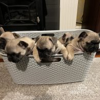 French Bulldog - Both