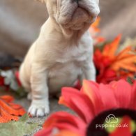 French Bulldog - Dogs