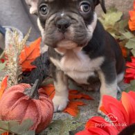 French Bulldog - Dogs