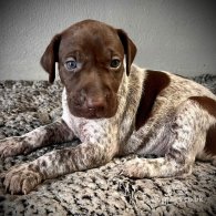 German Pointer - Both