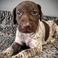 German Pointer - Both