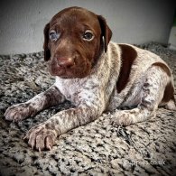 German Pointer - Both