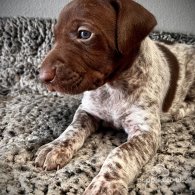 German Pointer - Both