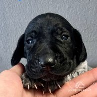 German Pointer - Both