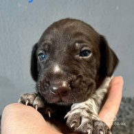 German Pointer - Both