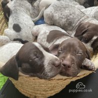 German Pointer - Both