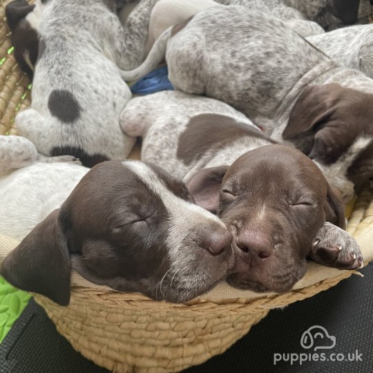 German Pointer - Both