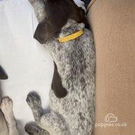 German Pointer - Both