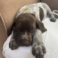 German Pointer - Both