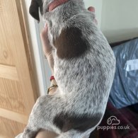 German Pointer - Both