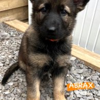 German Shepherd (Alsatian) - Both