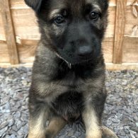 German Shepherd (Alsatian) - Both